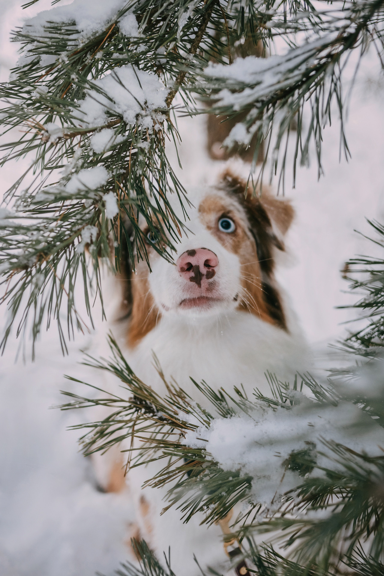 Наташа, Стас и Элфи. Фотограф-анималист Елена Радченко, Москва