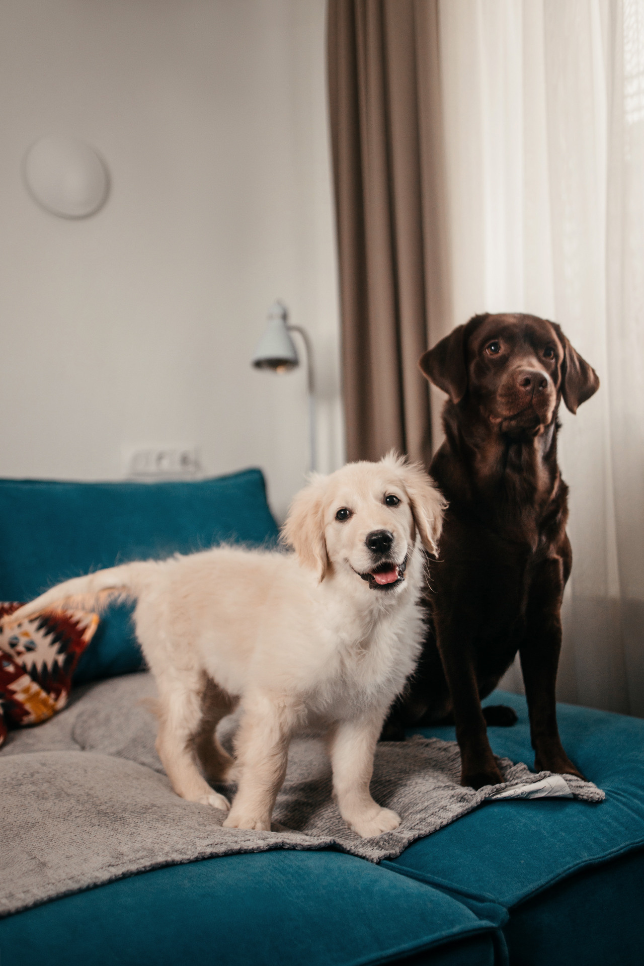 Настя, Вальда и Флер. Фотограф-анималист Елена Радченко, Москва