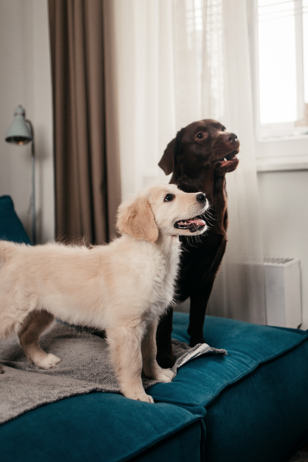 Настя, Вальда и Флер. Фотограф-анималист Елена Радченко, Москва