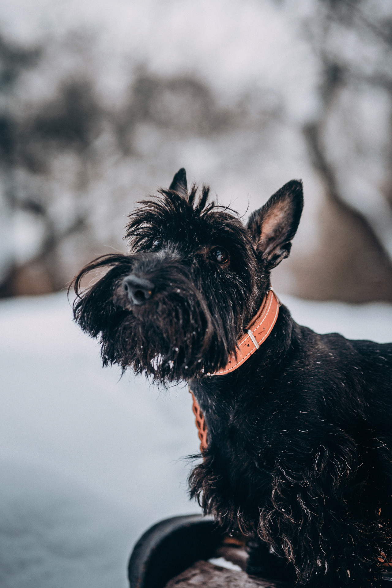 Сергей и Урса. Фотограф-анималист Елена Радченко, Москва