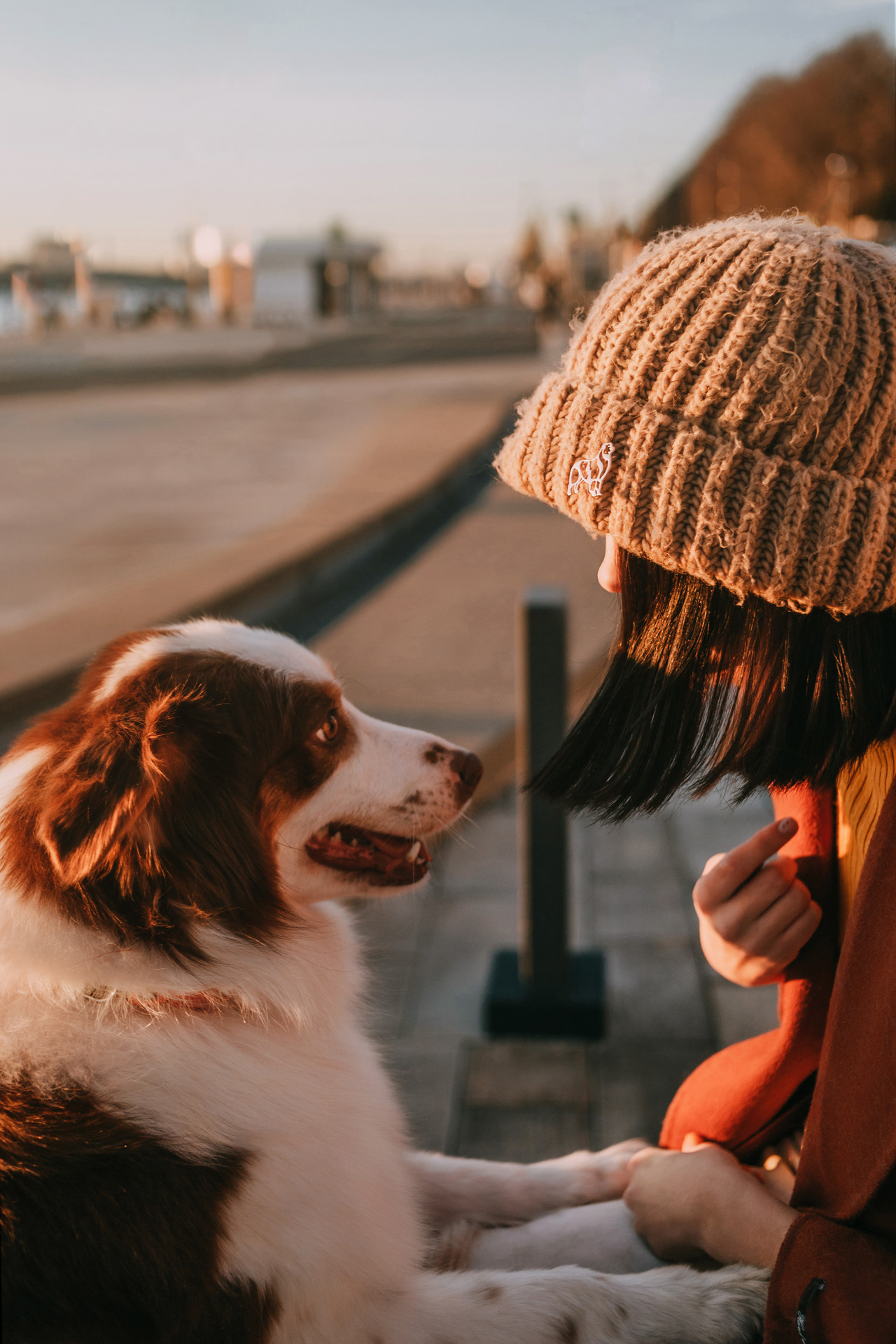 Нюта, Мэри и Лэсси. Фотограф-анималист Елена Радченко, Москва