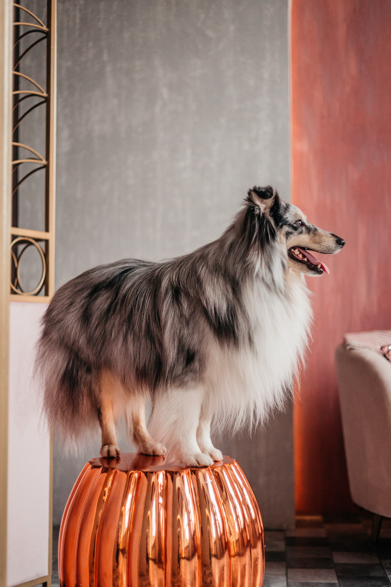 Аня и Скай. Фотограф-анималист Елена Радченко, Москва