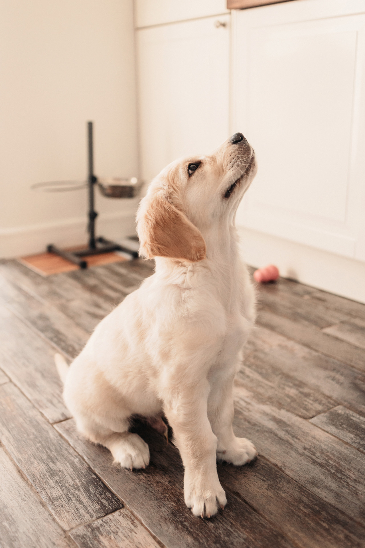 Наталья и Шелби. Фотограф-анималист Елена Радченко, Москва