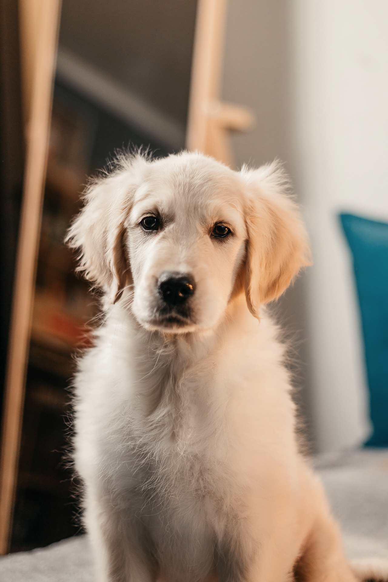 Настя, Вальда и Флер. Фотограф-анималист Елена Радченко, Москва
