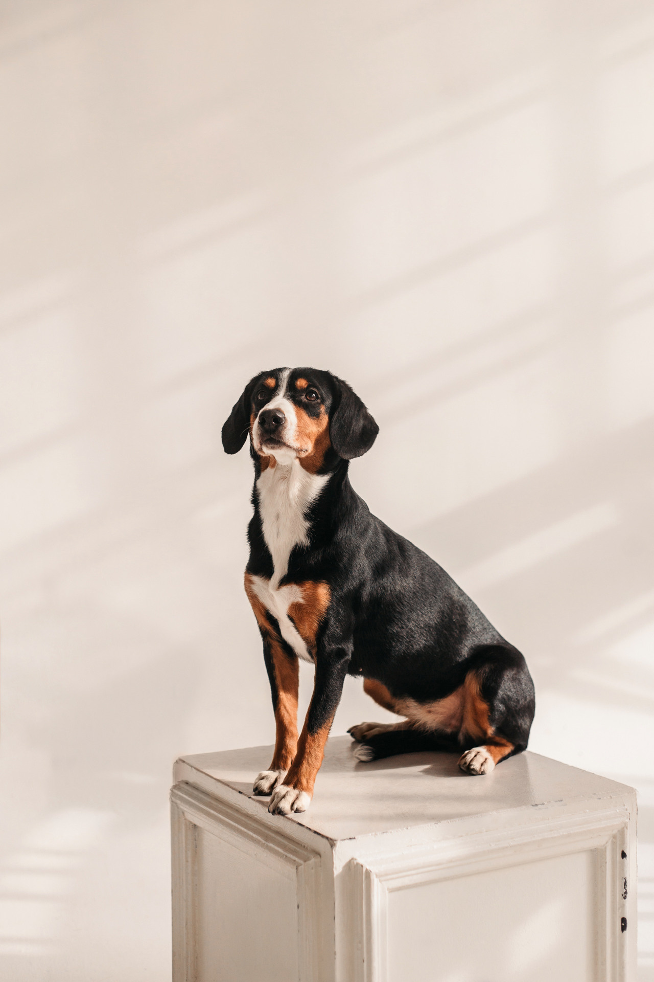 Аня, Вафля и Пикси. Фотограф-анималист Елена Радченко, Москва