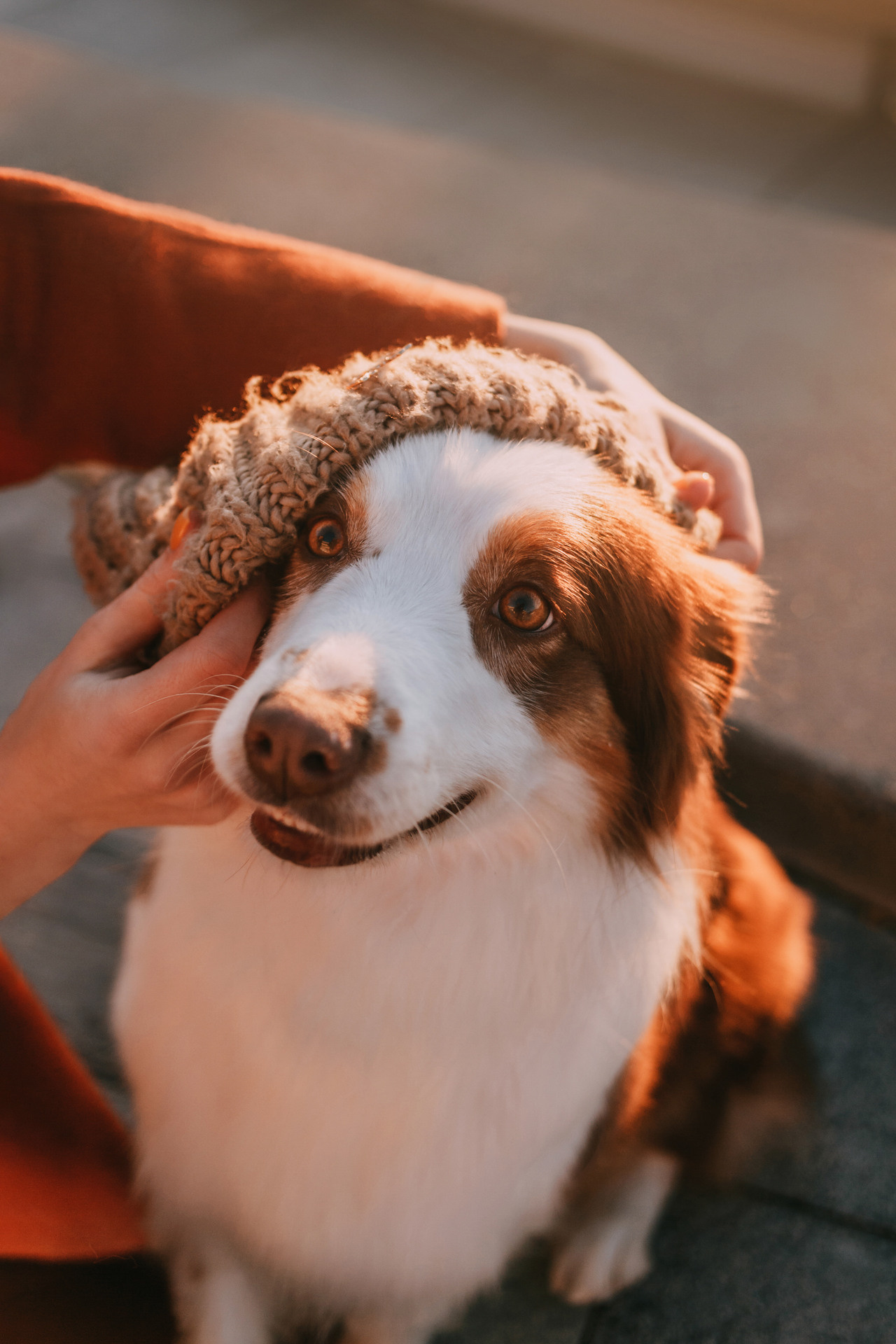 Нюта, Мэри и Лэсси. Фотограф-анималист Елена Радченко, Москва