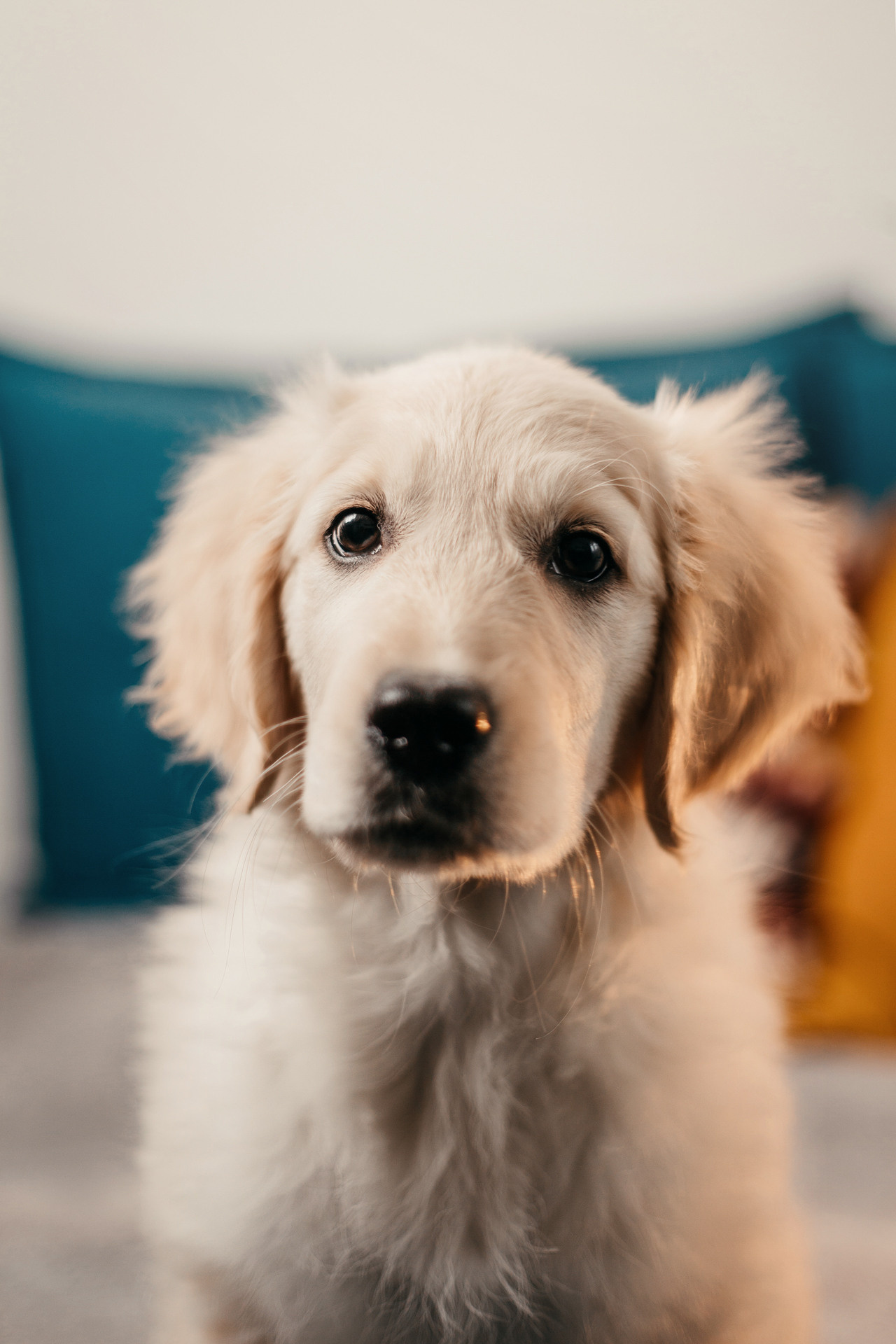 Настя, Вальда и Флер. Фотограф-анималист Елена Радченко, Москва