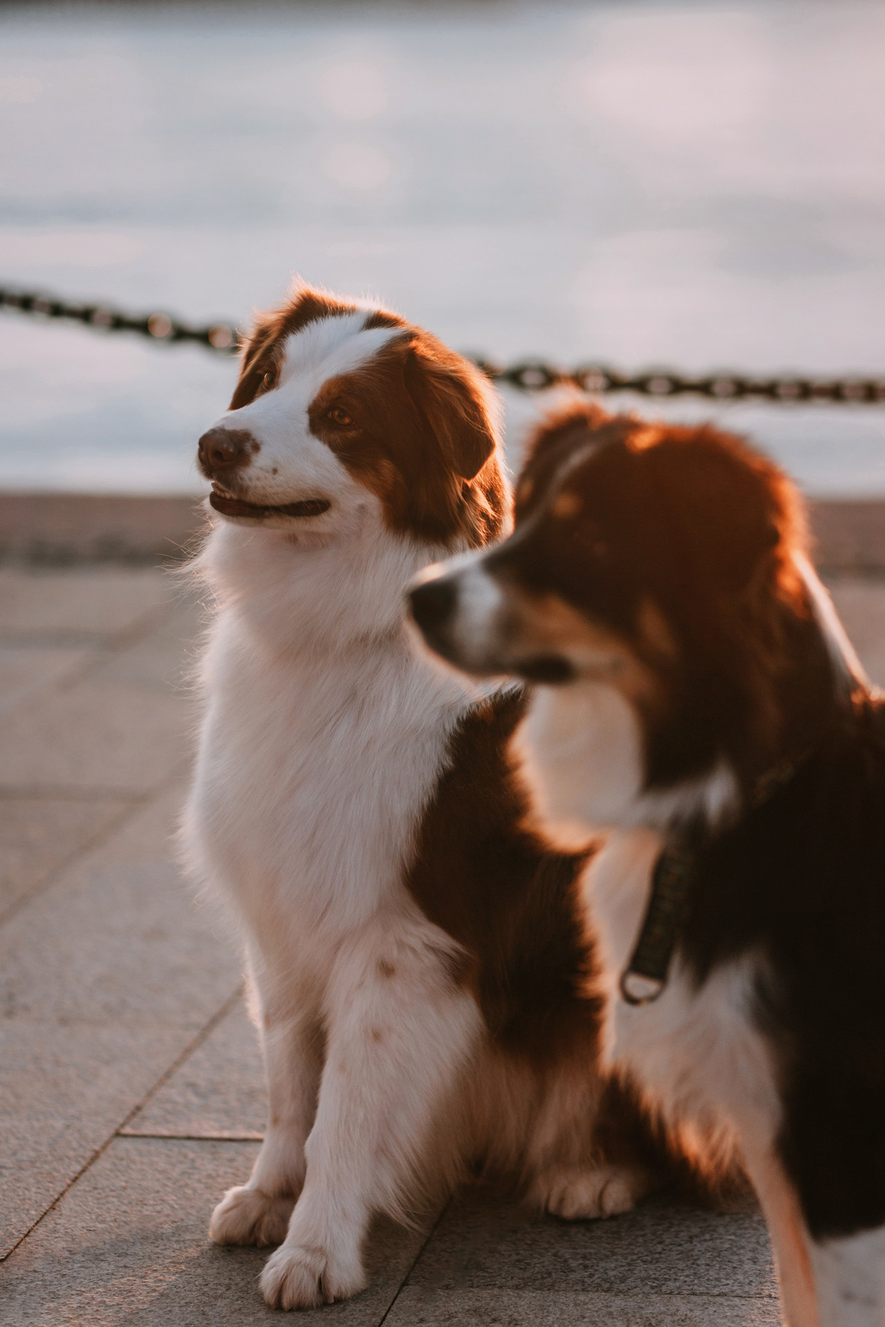 Нюта, Мэри и Лэсси. Фотограф-анималист Елена Радченко, Москва
