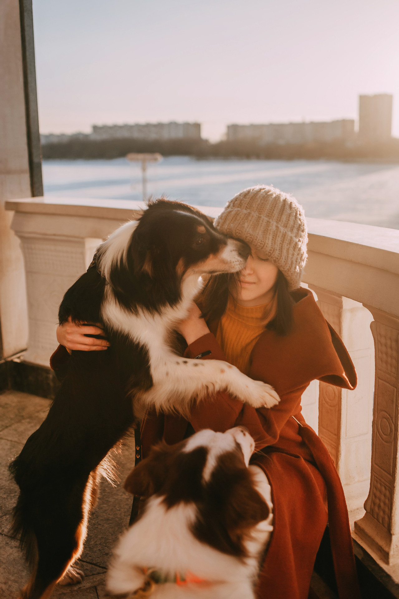 Нюта, Мэри и Лэсси. Фотограф-анималист Елена Радченко, Москва