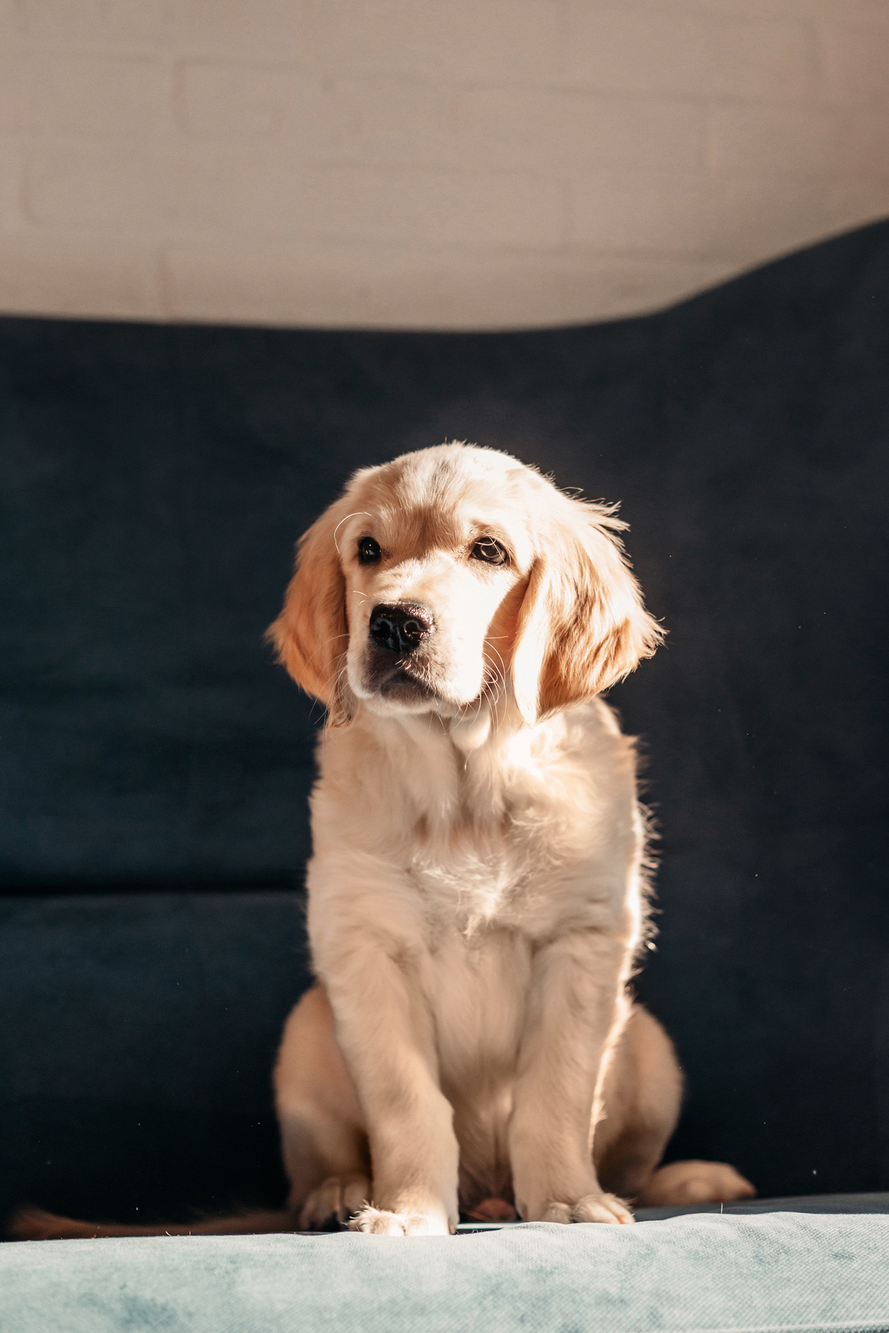 Наталья и Шелби. Фотограф-анималист Елена Радченко, Москва