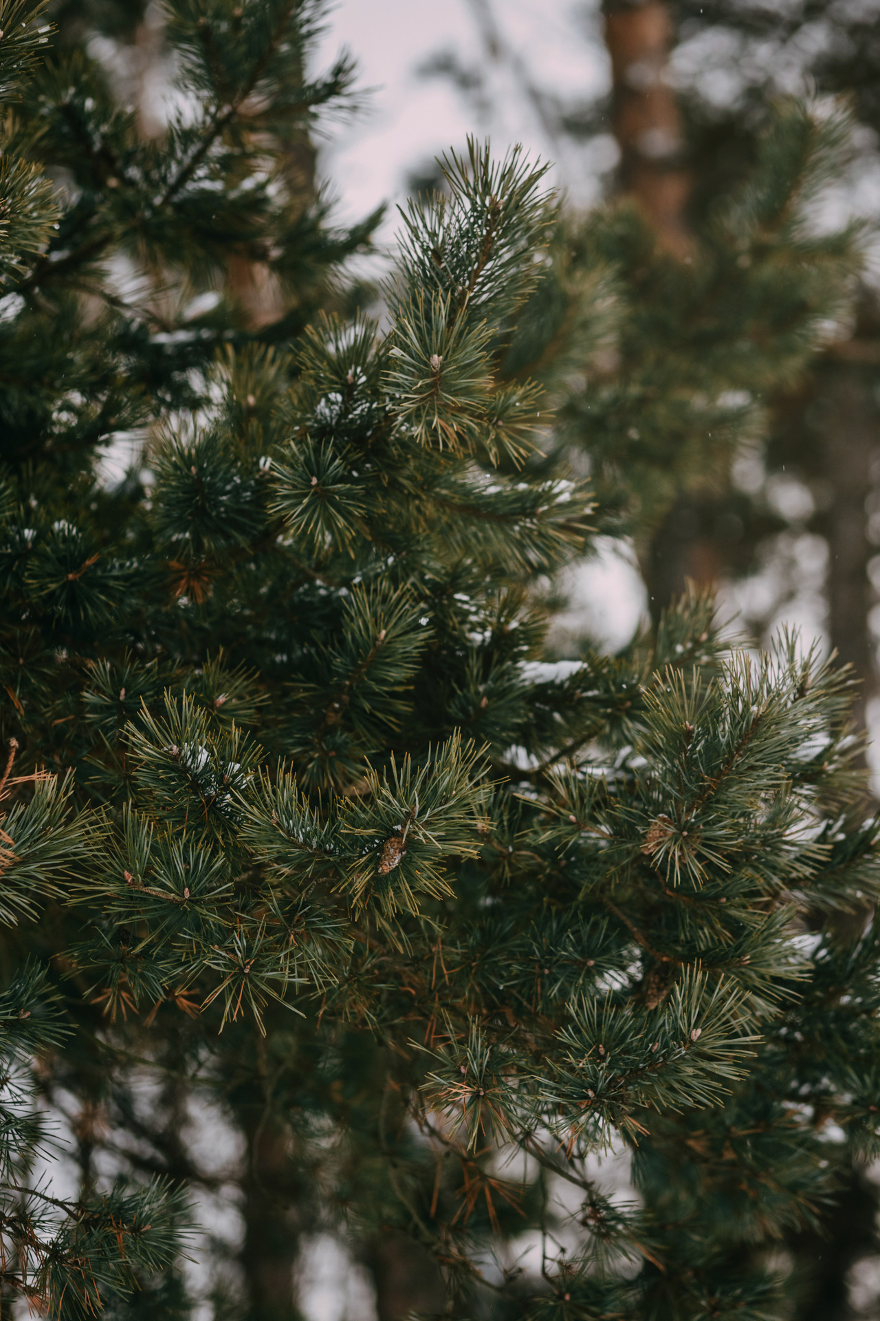Наташа, Стас и Элфи. Фотограф-анималист Елена Радченко, Москва