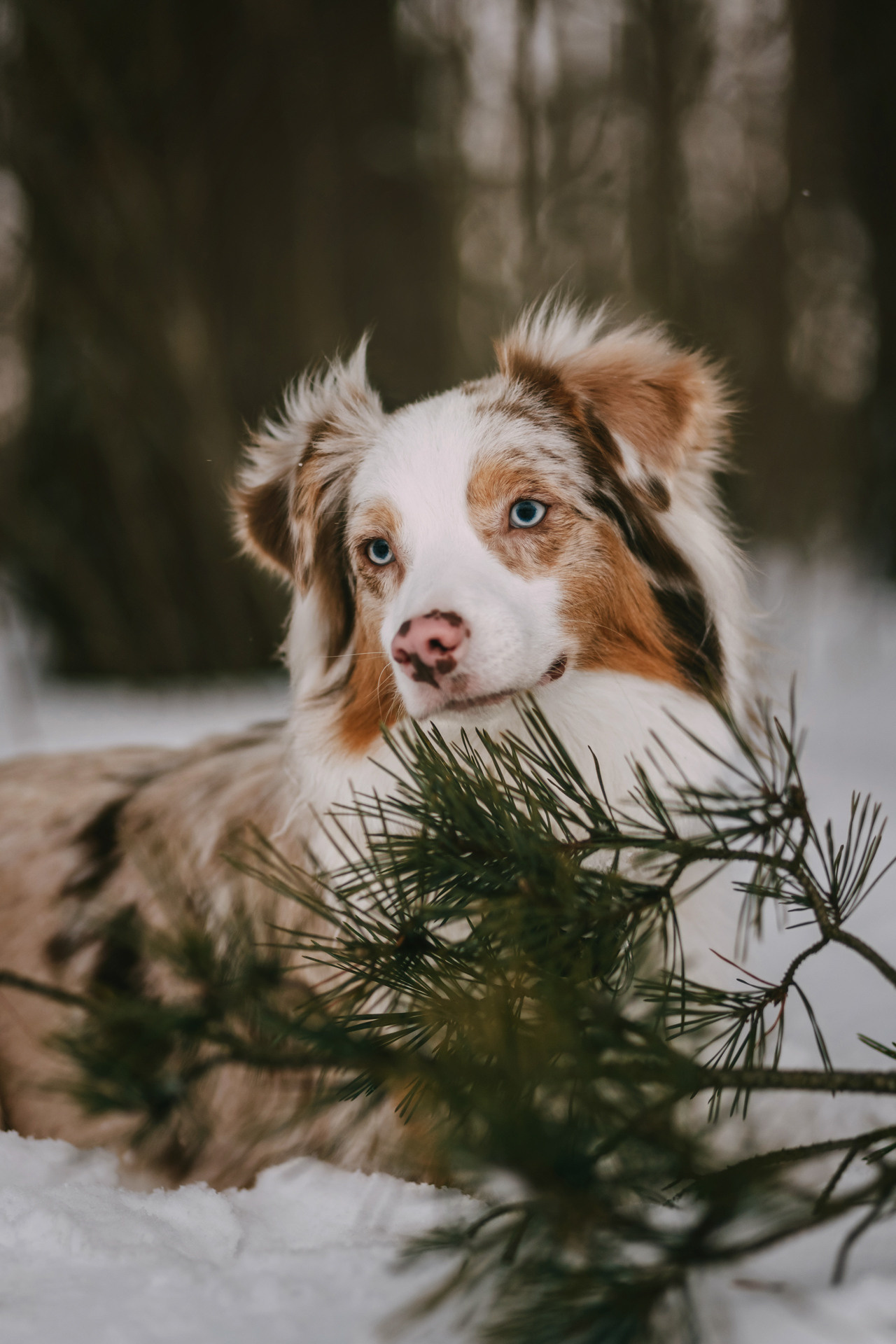 Наташа, Стас и Элфи. Фотограф-анималист Елена Радченко, Москва