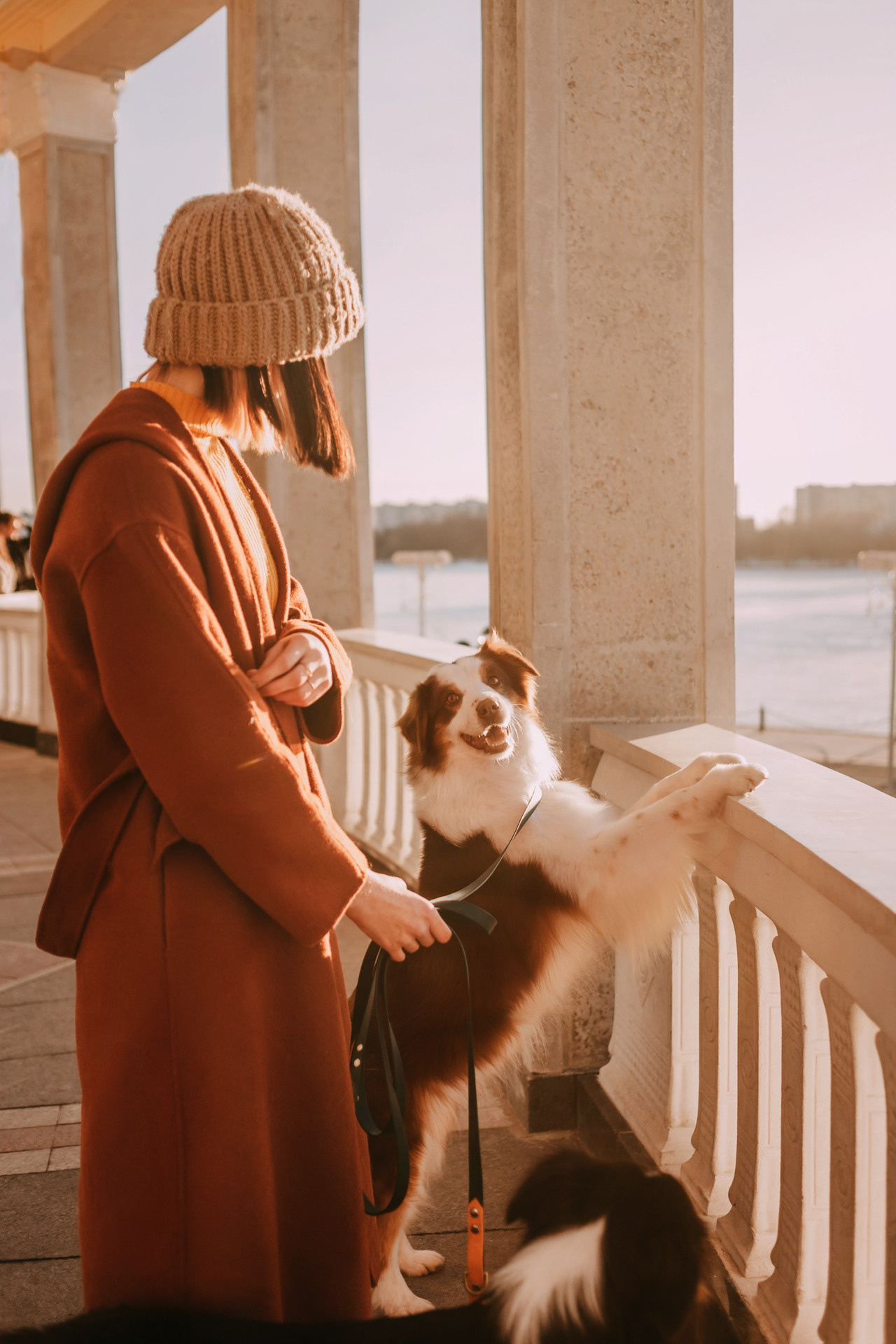 Нюта, Мэри и Лэсси. Фотограф-анималист Елена Радченко, Москва