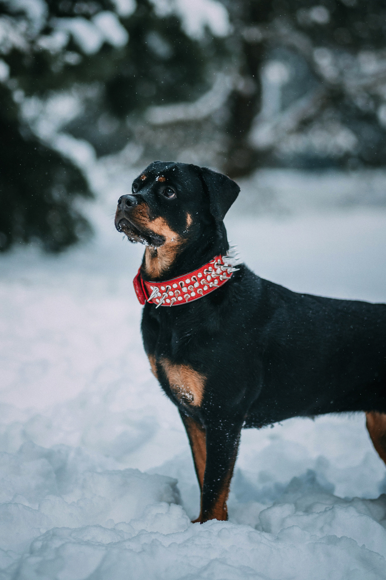 Каринэ и Цири. Фотограф-анималист Елена Радченко, Москва