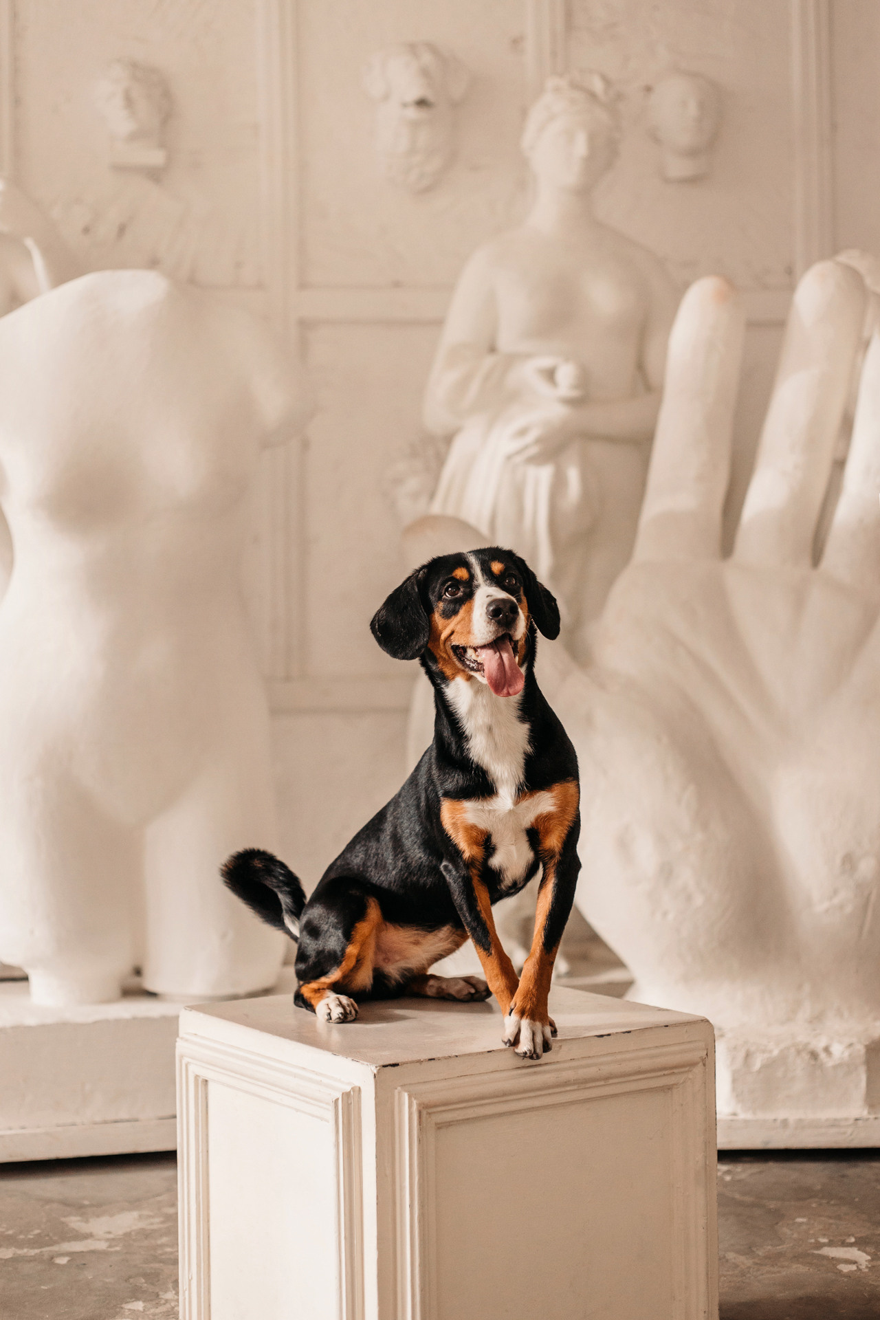 Аня, Вафля и Пикси. Фотограф-анималист Елена Радченко, Москва