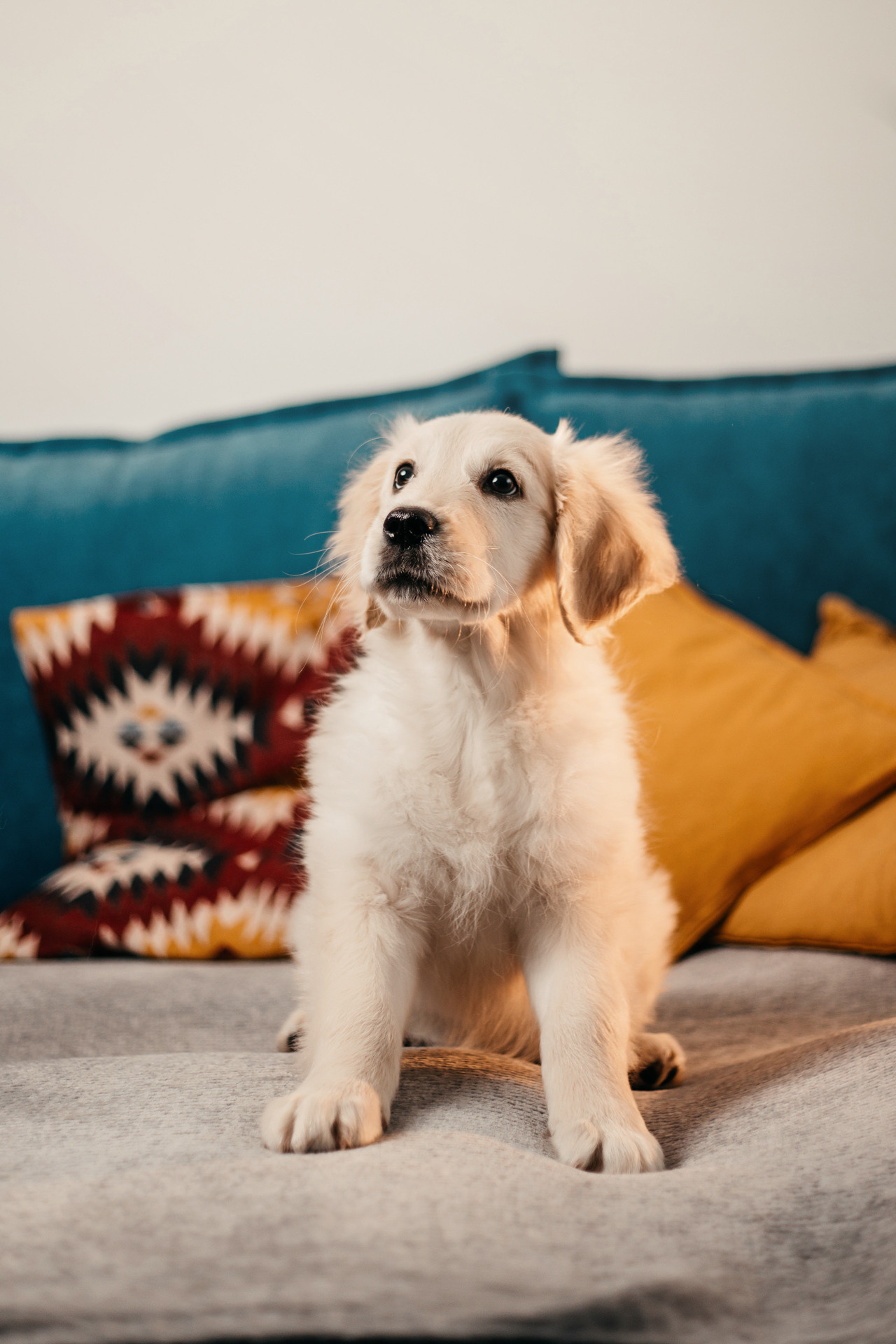 Настя, Вальда и Флер. Фотограф-анималист Елена Радченко, Москва