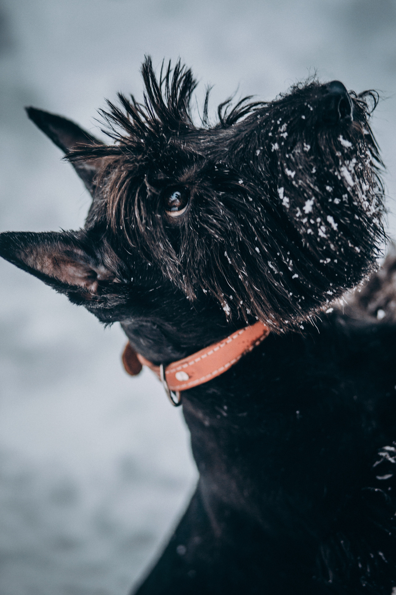 Сергей и Урса. Фотограф-анималист Елена Радченко, Москва