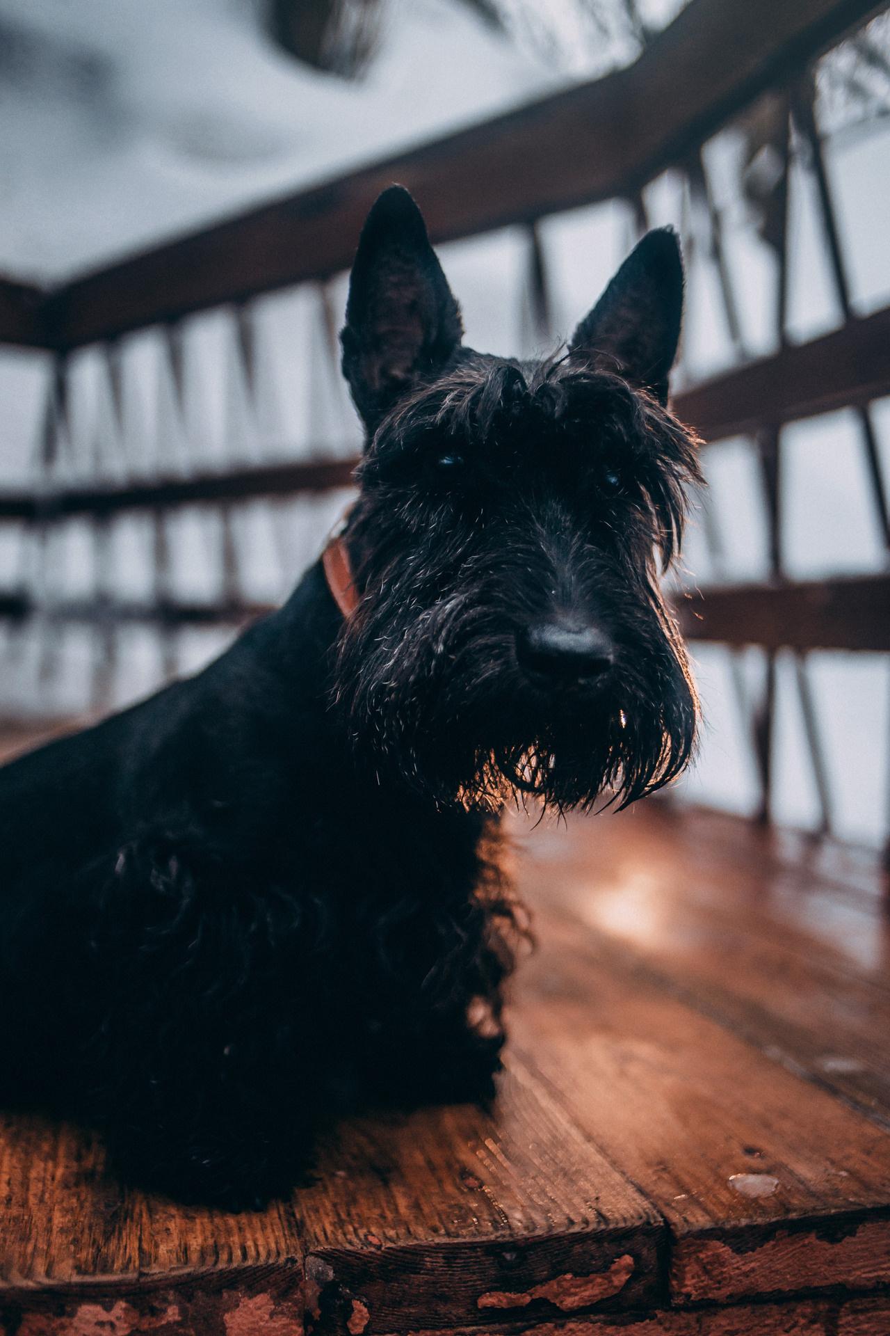 Сергей и Урса. Фотограф-анималист Елена Радченко, Москва