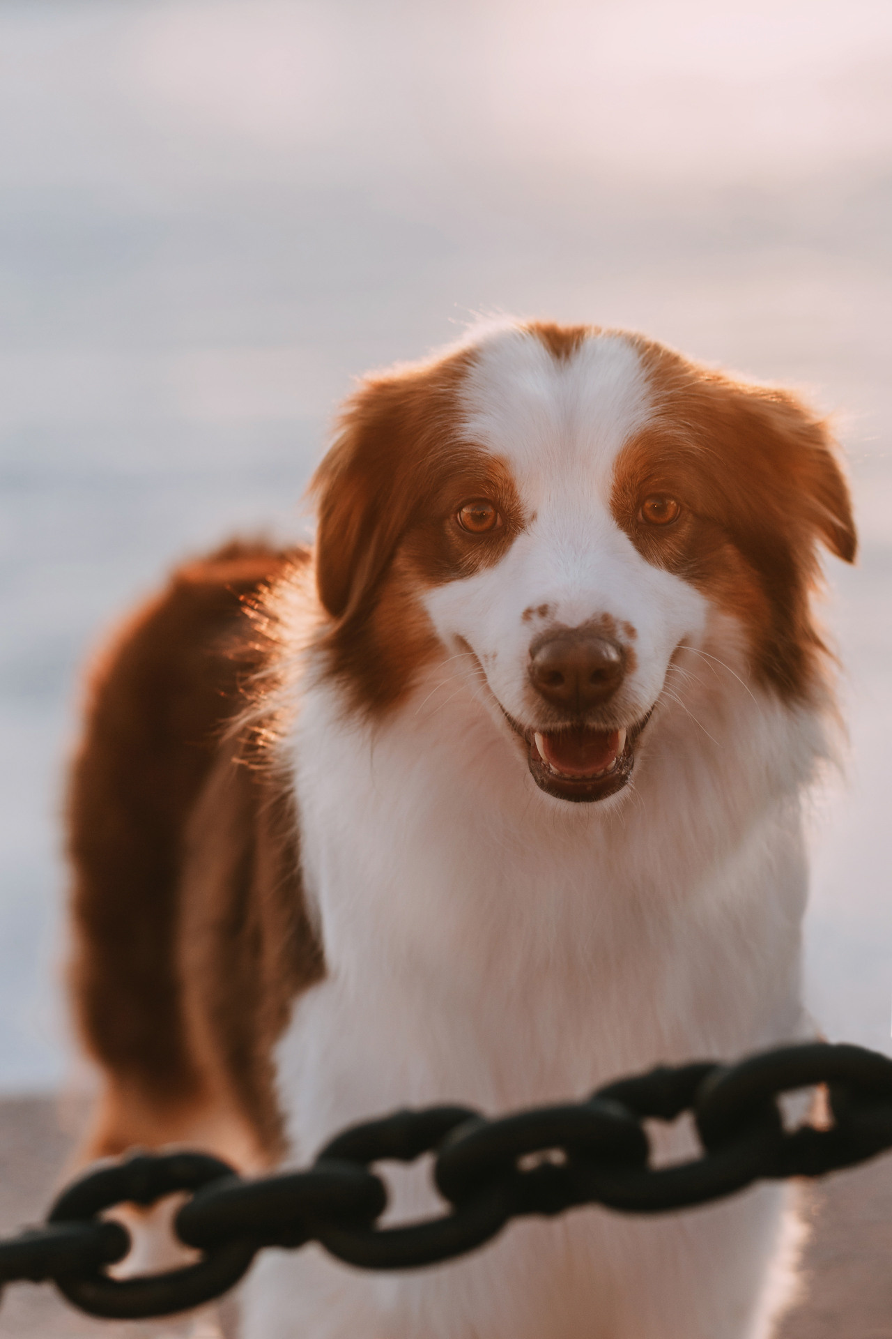 Нюта, Мэри и Лэсси. Фотограф-анималист Елена Радченко, Москва