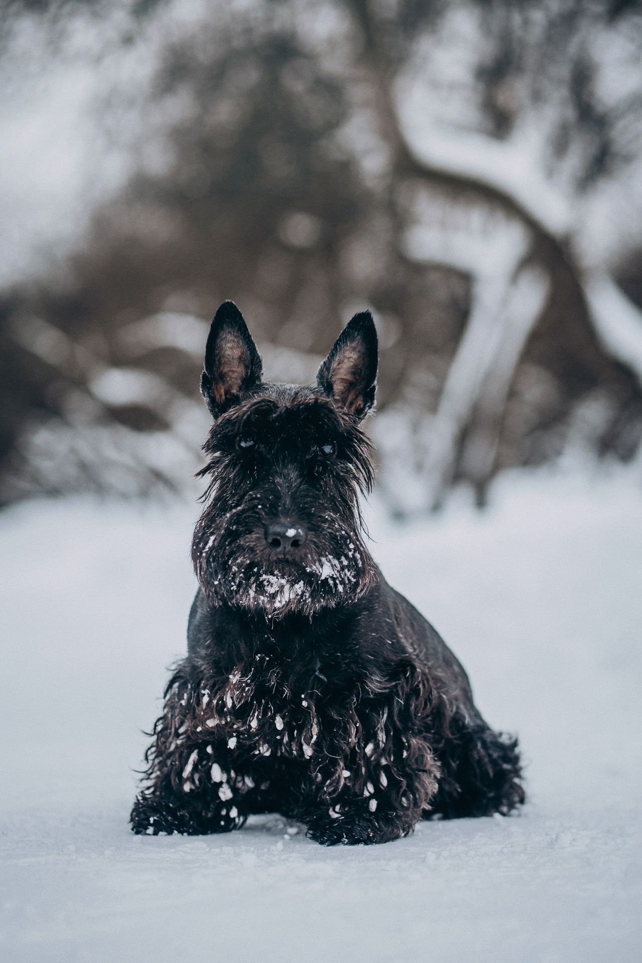 Сергей и Урса. Фотограф-анималист Елена Радченко, Москва