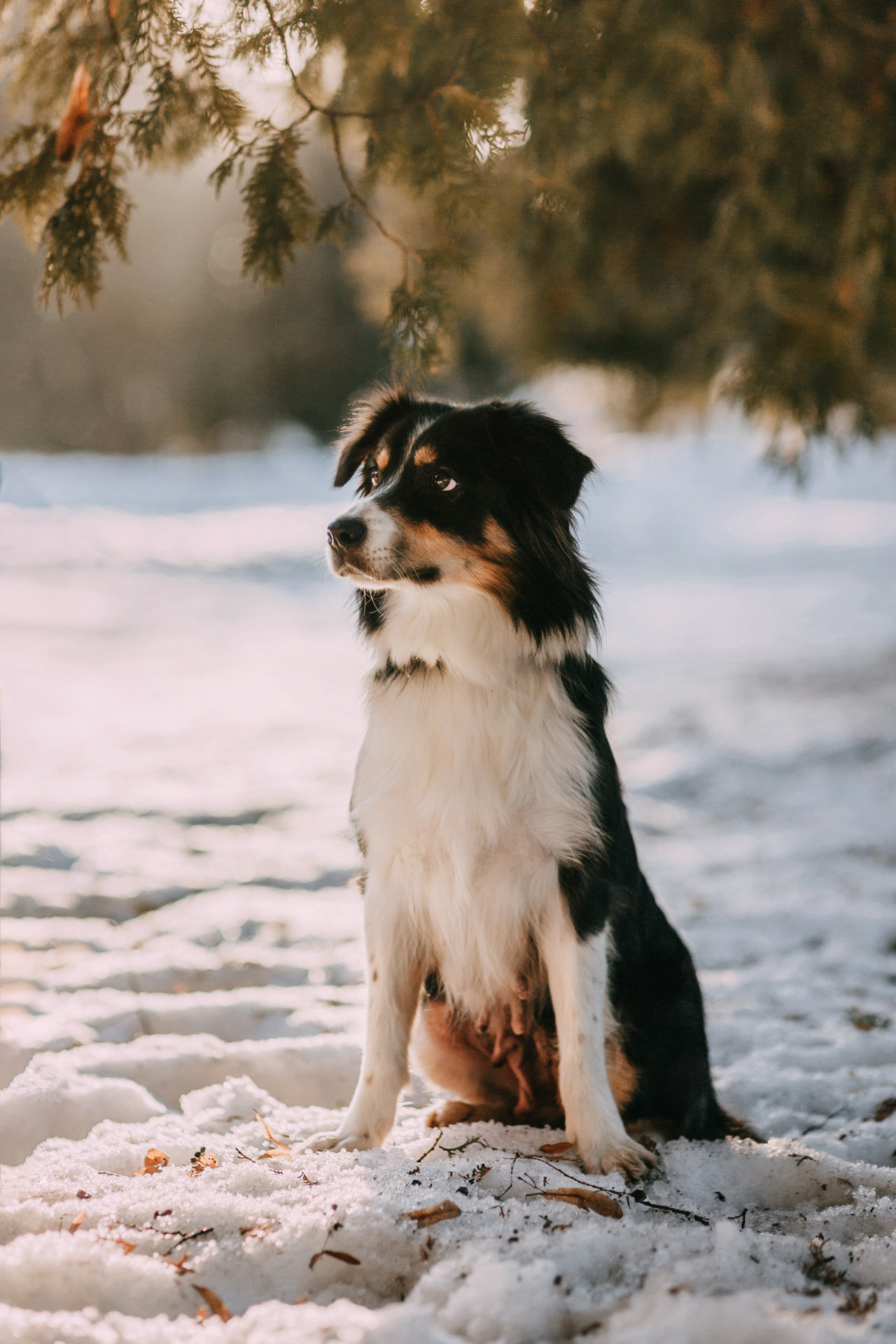 Нюта, Мэри и Лэсси. Фотограф-анималист Елена Радченко, Москва