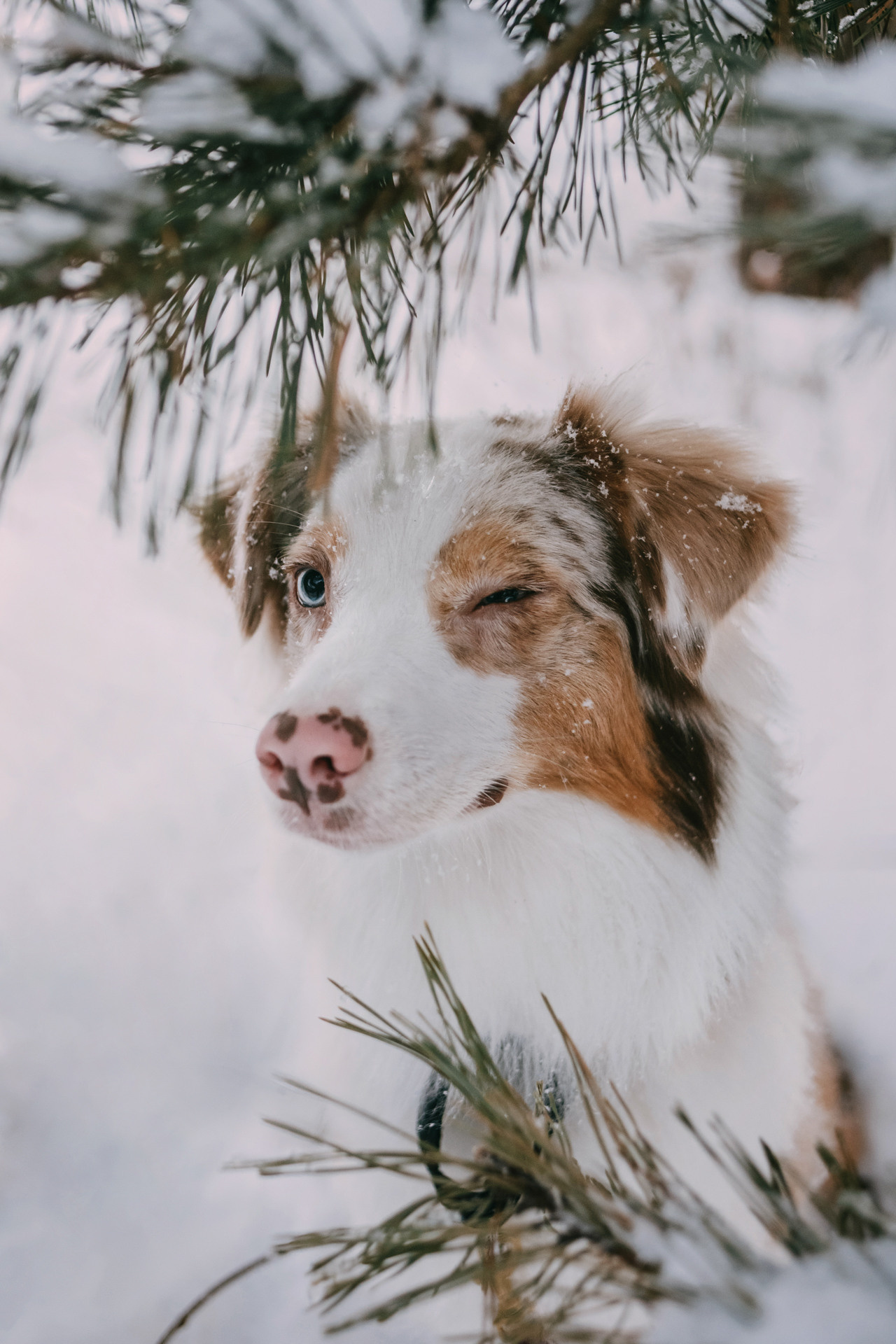 Наташа, Стас и Элфи. Фотограф-анималист Елена Радченко, Москва