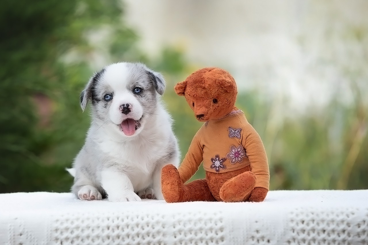 СЪЁМКА ЩЕНКОВ. Фотограф — анималист в Туле Юлия Лето