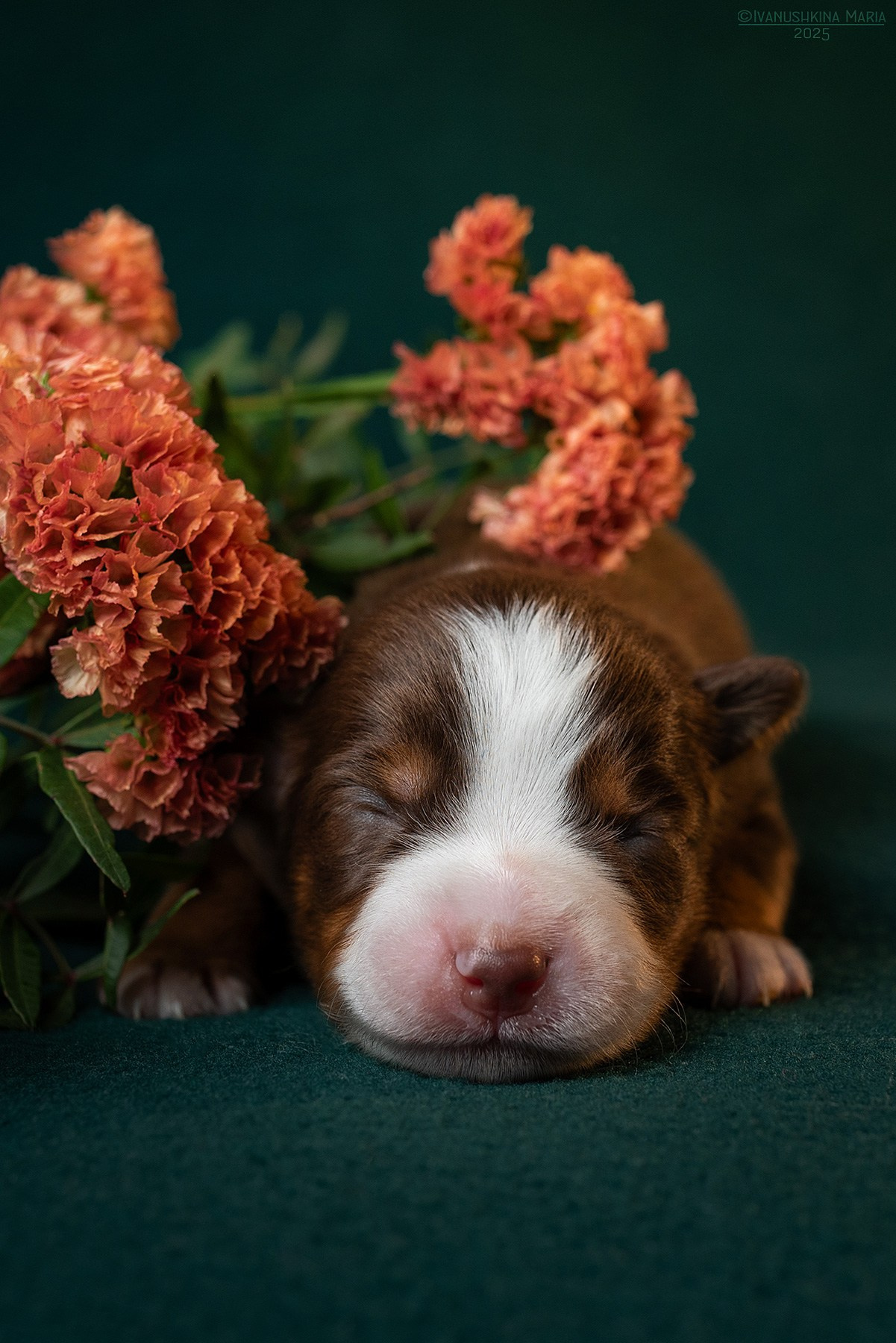 Ньюборн фотосессия щенков. Фотограф собак в Москве и Московской области Иванушкина Мария