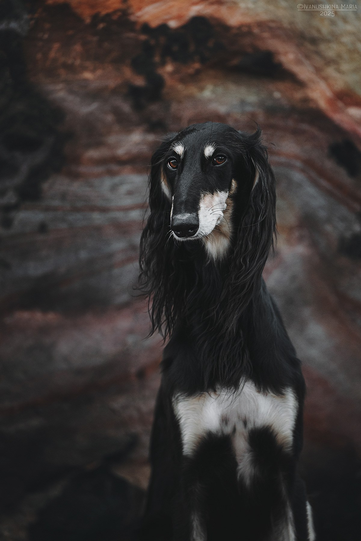 Фотограф-анималист. Фотограф собак в Москве и Московской области Иванушкина Мария
