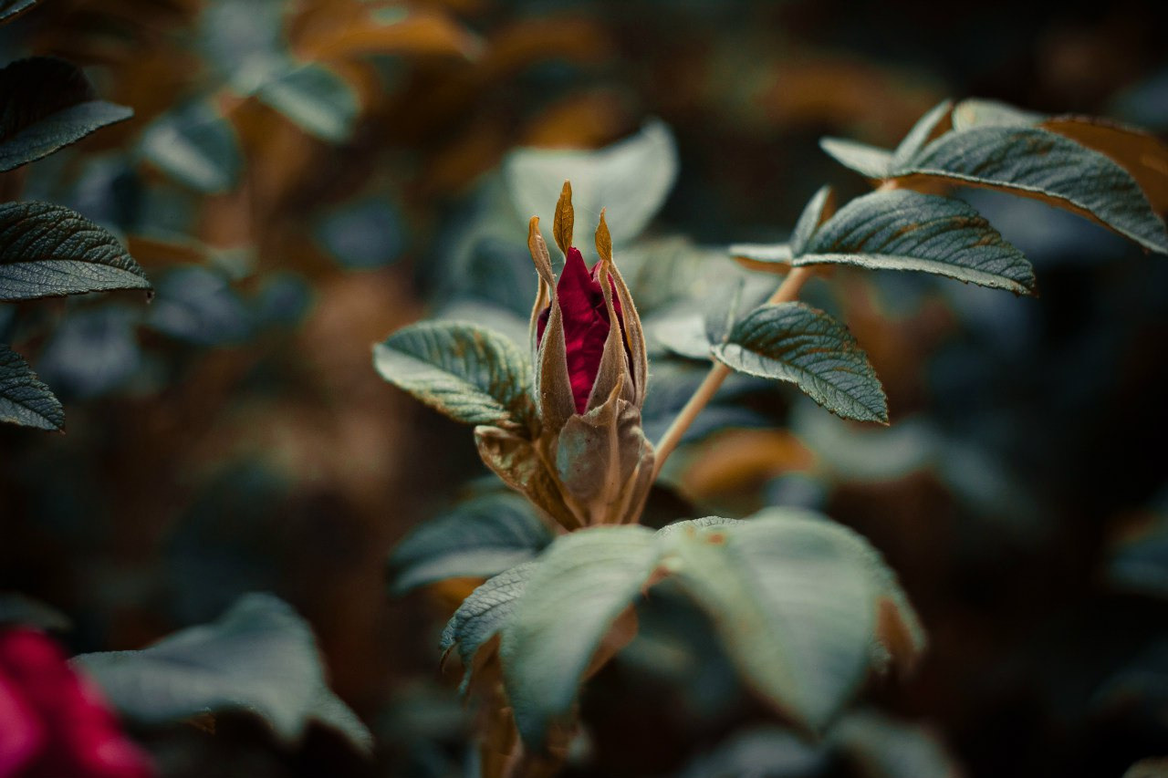 Природа. Фотограф-ретушер Анастасия Суровцева