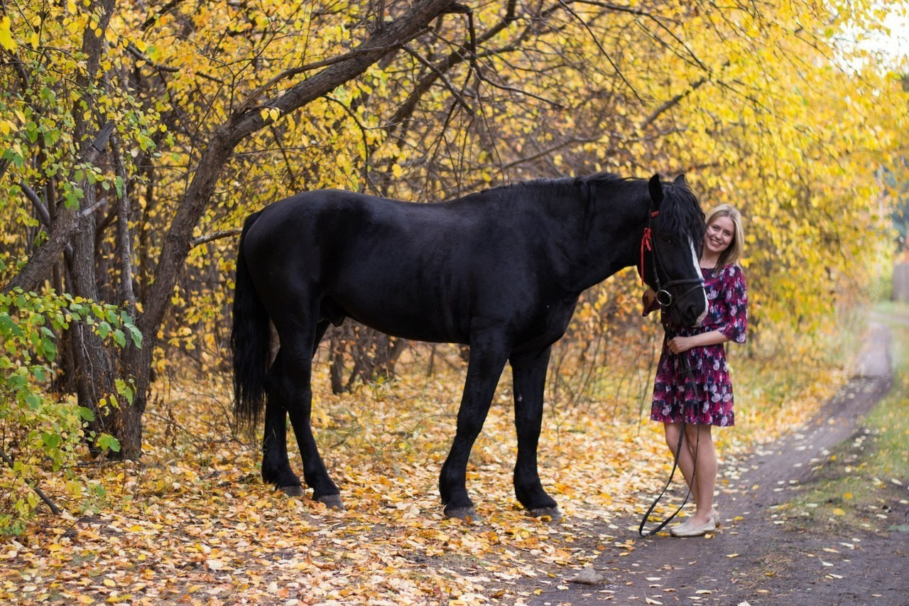 Фото наших лошадок. Конные прогулки в клубе «Анкор» — Омск
