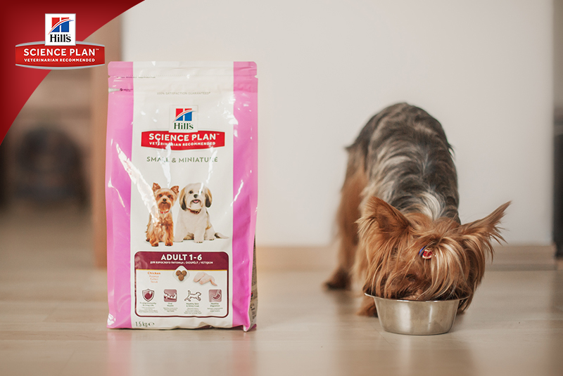 Фотосъёмка для компании Hill`s (2017, перенос со старого сайта). Фотограф собак, фотограф-анималист Аня Титова (Titanya). Москва