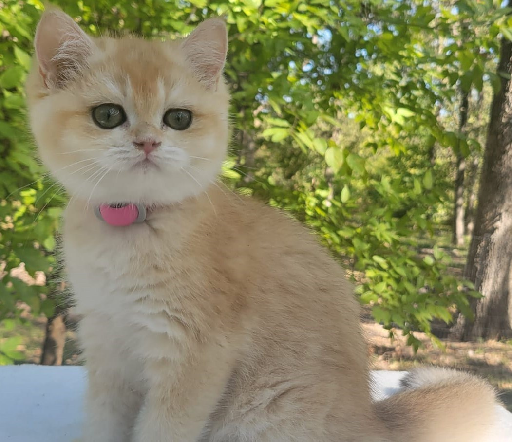 Miki, female, DB 06.14.24, sold. British shorhair Cats