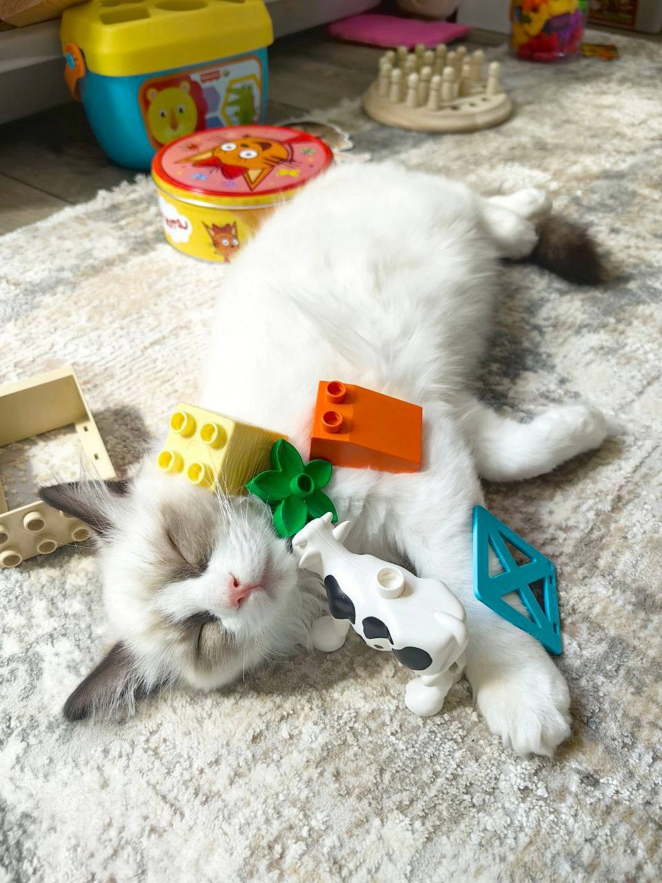 Выпускники Loyal Adore. Питомник рэгдолл Loyal Adore