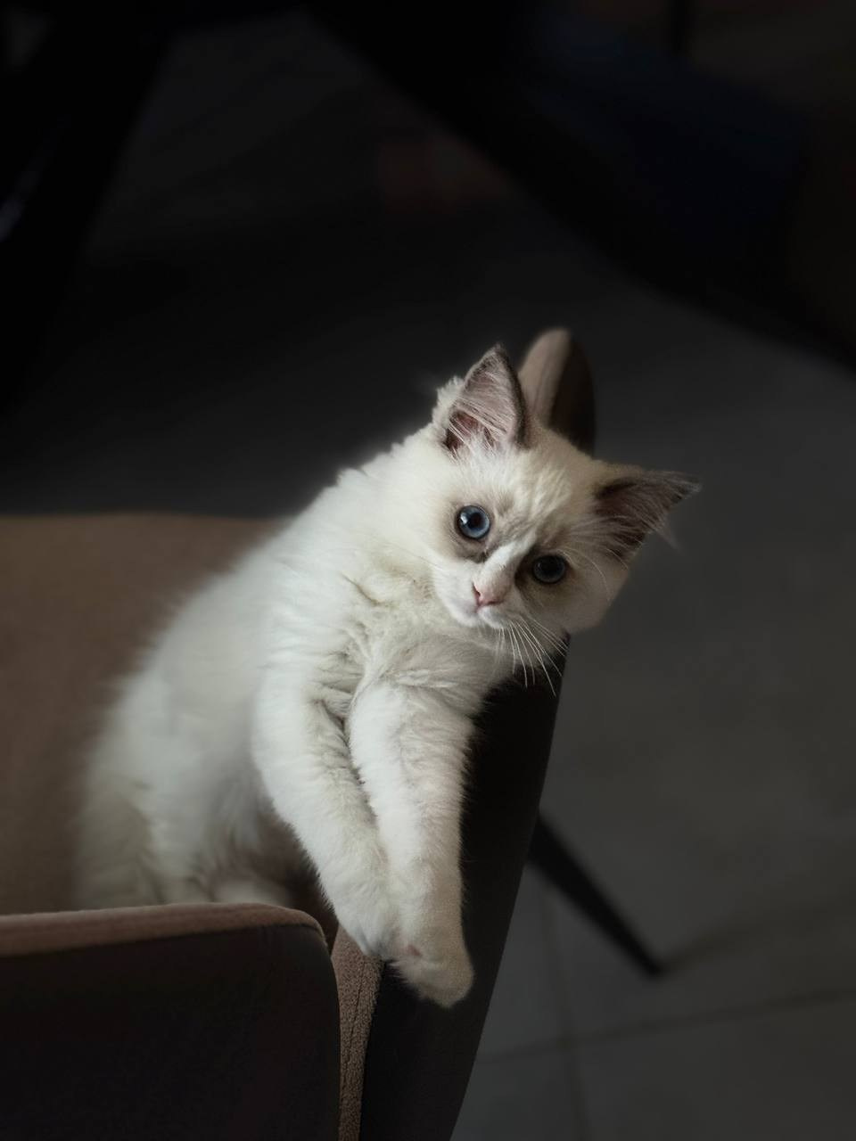 Выпускники Loyal Adore. Питомник рэгдолл Loyal Adore