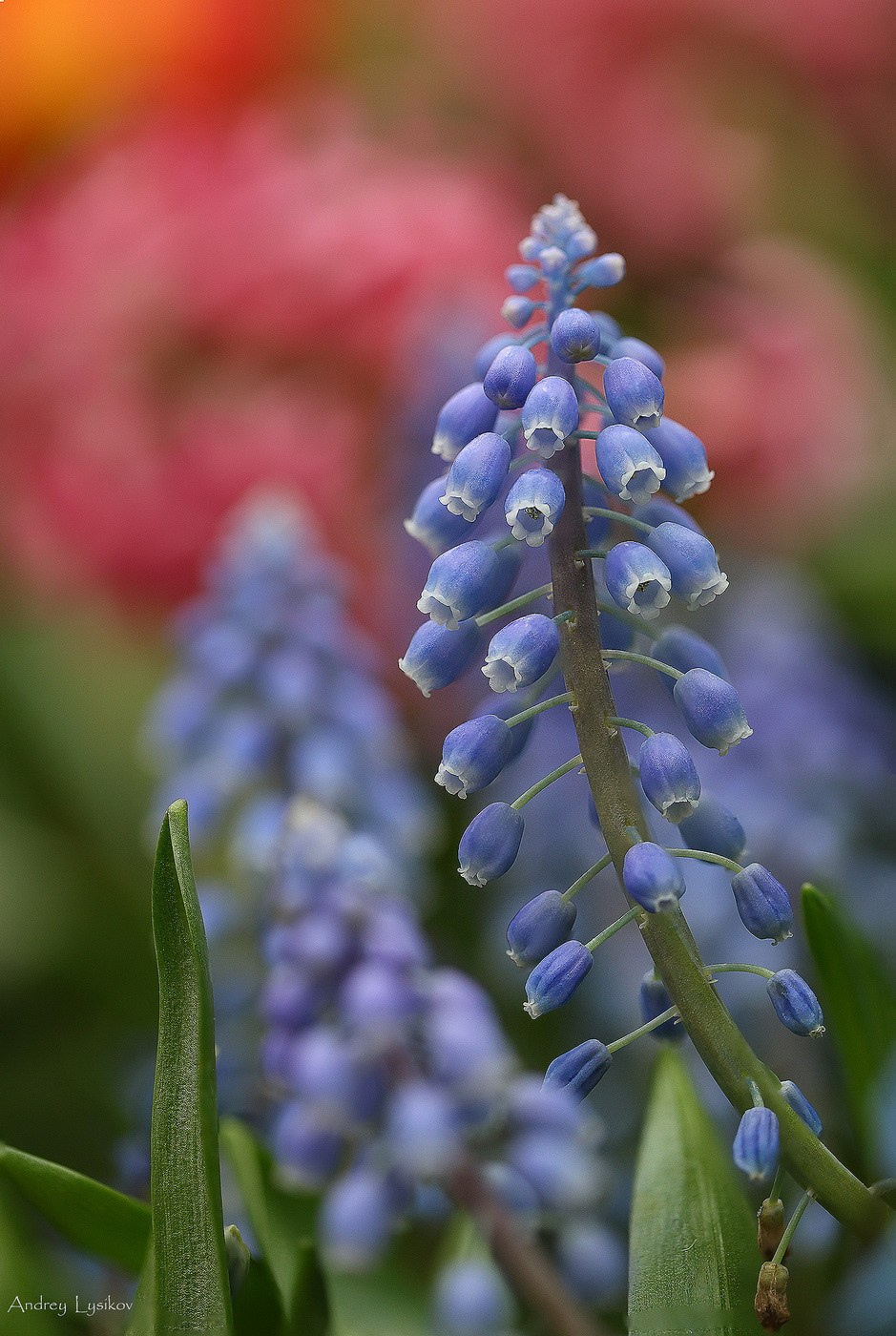 Цветы. Ландшафтный фотограф Андрей Лысиков, Москва