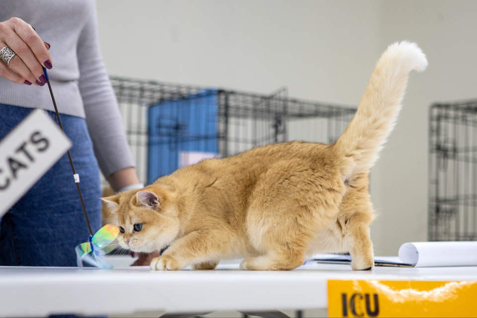 Ojisama. Mauna Gastonia