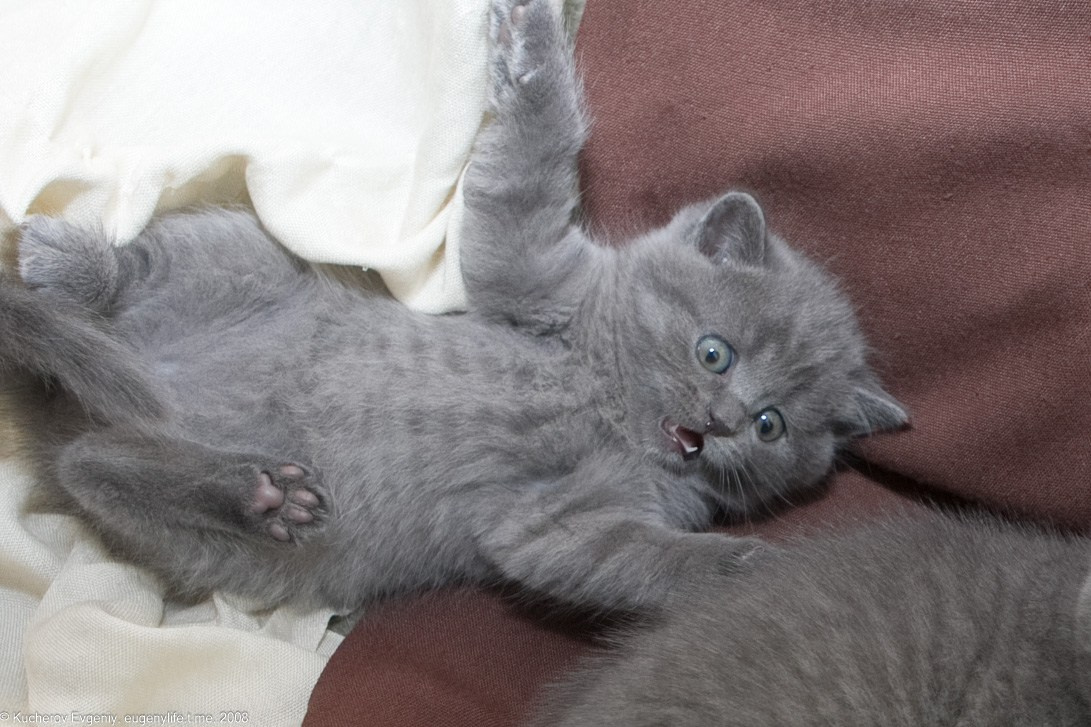 Животные. Кучеров Евгений. Фотограф