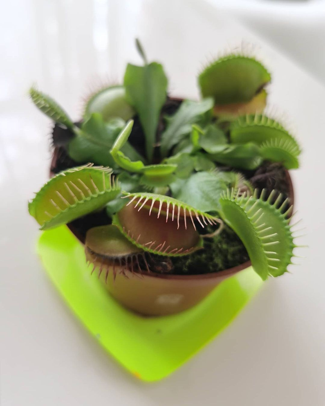 Anka`s Instagram. Заставка