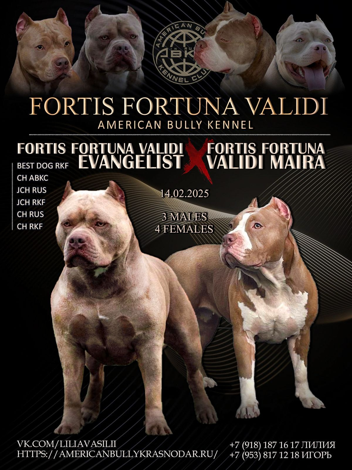 ПИТОМНИК СОБАК ПОРОДЫ АМЕРИКАНСКИЙ БУЛЛИ