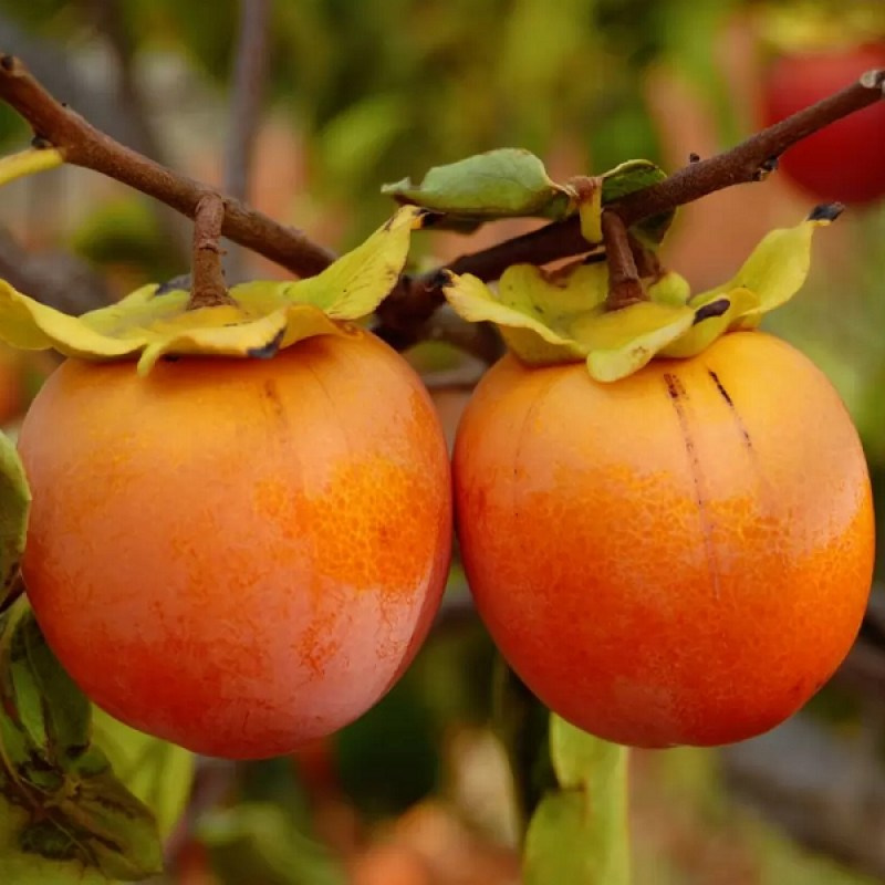 Фототур в Абхазию. Детский и семейный фотограф Нижнего Новгорода и Москвы Олеся Ратникова