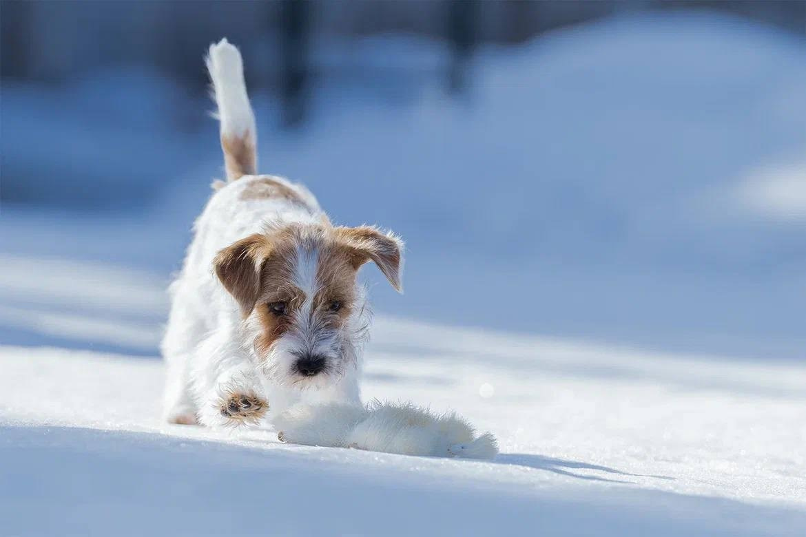 Сука 6. Lovely-Orange питомник джек рассел терьеров