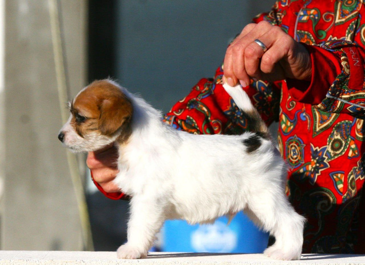 Кобель 2. Lovely-Orange питомник джек рассел терьеров