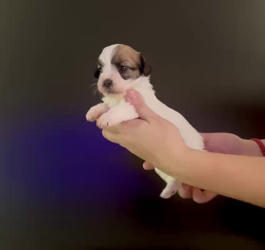 LITTER «M» 11.12.2025. Lovely Orange kennel Jack Russell Terrier FCI/RKF