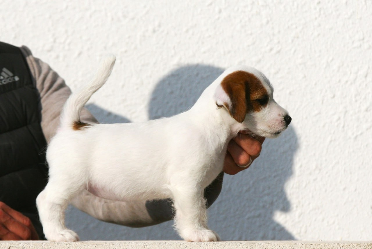 Female 1 brocken not available at this moment. Lovely-Orange питомник джек рассел терьеров