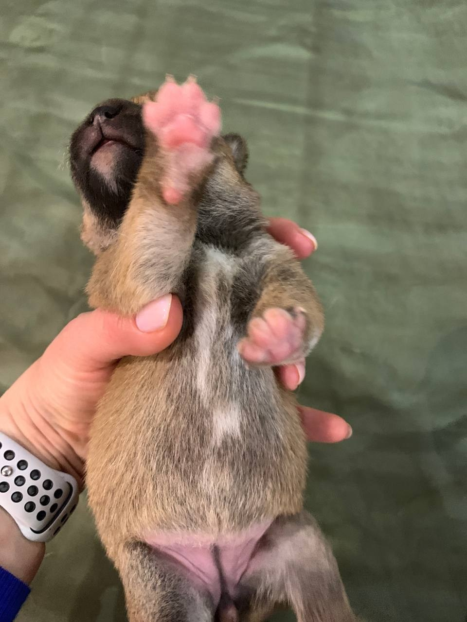 сиба питомник Рубилайт щенки на продажу rubylight  сиба щенки купить СПб Санкт-Петербург