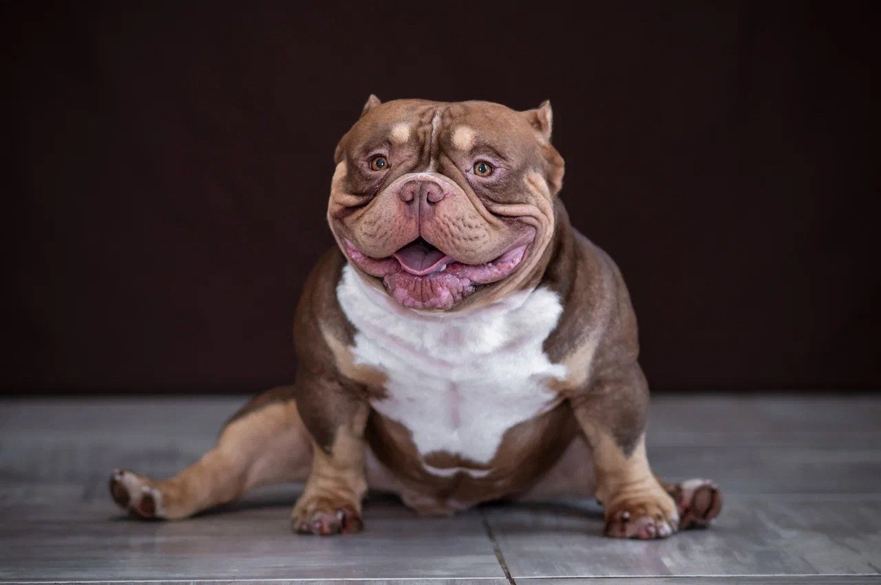 Купить Французского Бульдога Саратов, Купить щенка Французского бульдога Саратов, Питомник Французских Бульдогов Саратов,  Питомник Французский Бульдог Саратов, 