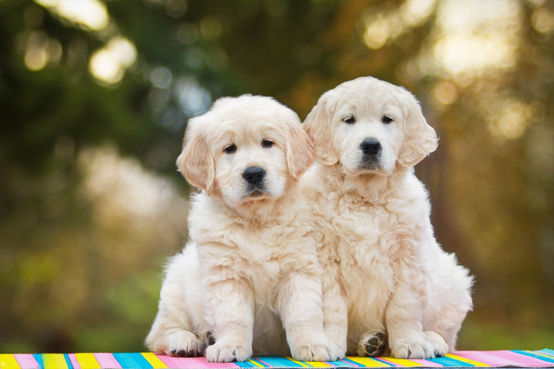 Щенки. Семейный и детский фотограф в Москве Мария Быкова