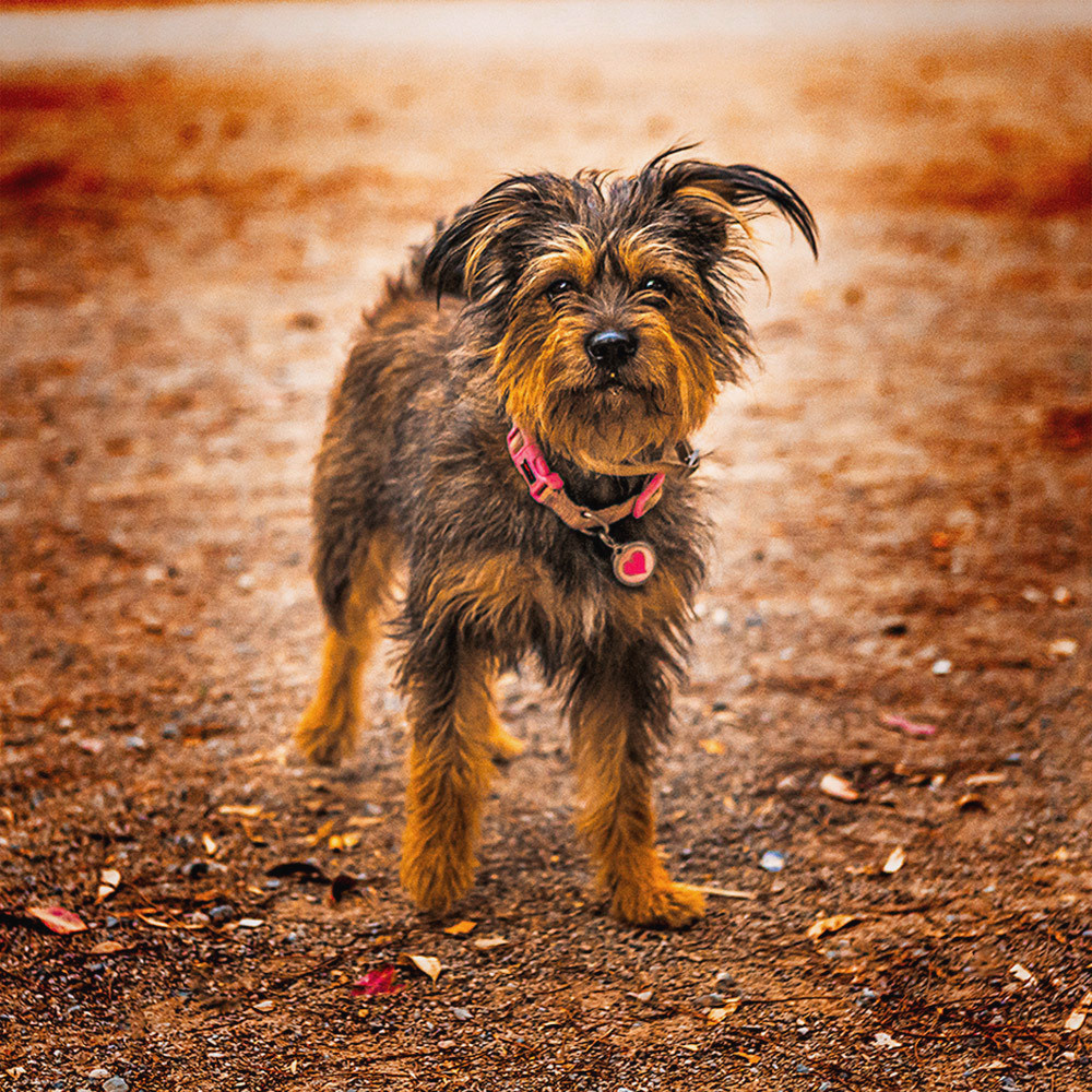 Питомцы. Интерьерный фотограф. Фото- видеосъемка недвижимости Санкт-Петербург