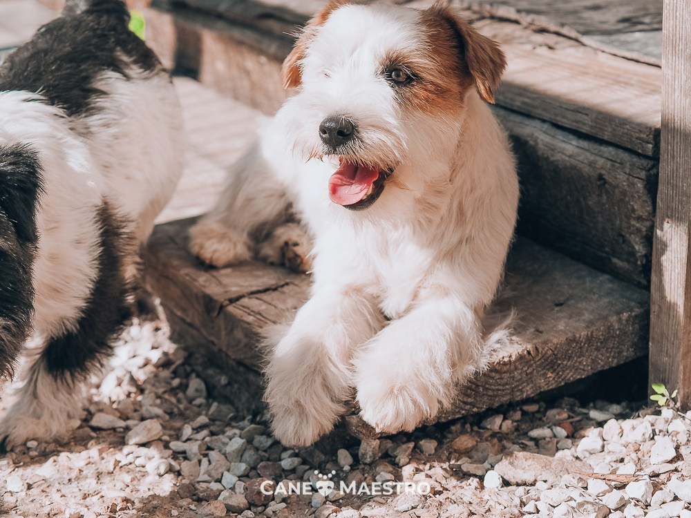 Жесткошерстная. Бело-рыжая Джек рассел терьер. КАНЕ МАЭСТРО СЕРЕБРО. КАНЕ МАЭСТРО — питомник Джек рассел терьеров